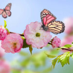 Explore the Beauty of Butterfly Laptop Wallpapers